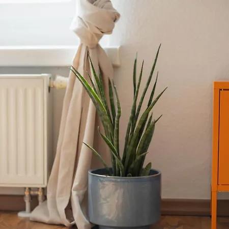Fritz Am Bauhausmuseum Daire